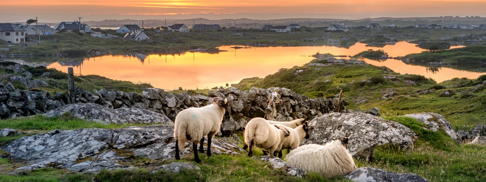 hero-ireland-sheep